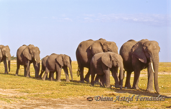 Elephant-family-on-the-move-Amboseli-Kenya